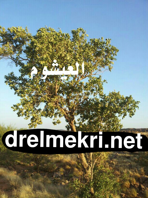 بالصور عشبة العيشوم (تكفيت ) : الخصائص العلاجية