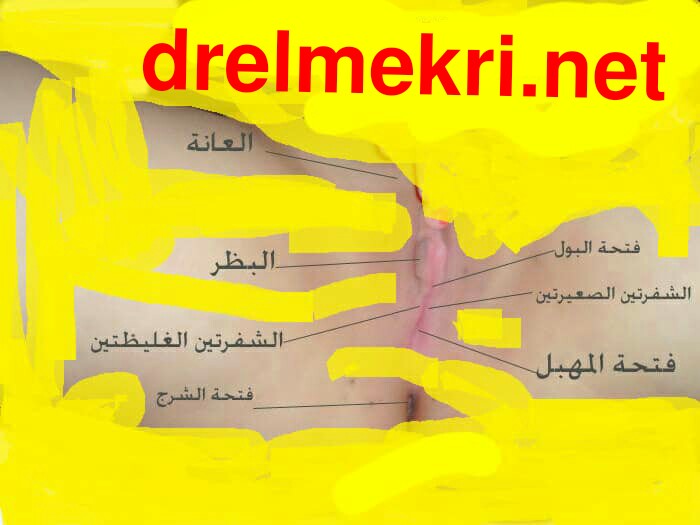 هل تختلف انواع الفرج والمهبل بالصورالحقيقية/ حصرررري