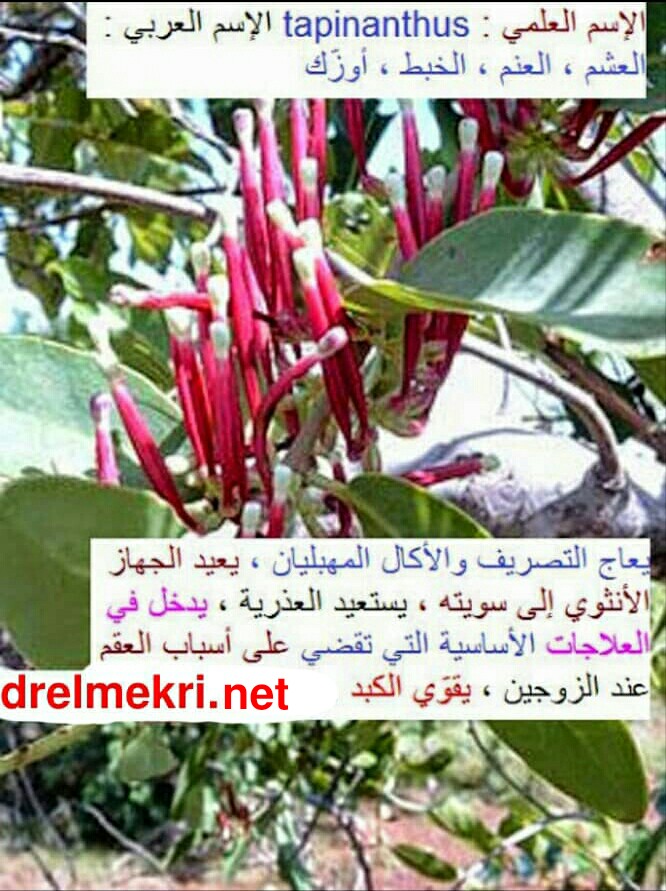 العيشوم-أوزك-الطرفة بالصور أين توجد الأعشاب