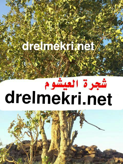 هل الأعشاب تستعيد العذرية وغشاء البكارة من دون عملية جراحية